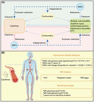 Genetically predicted associations between circulating cytokines and autoimmune diseases: a bidirectional two-sample Mendelian randomization